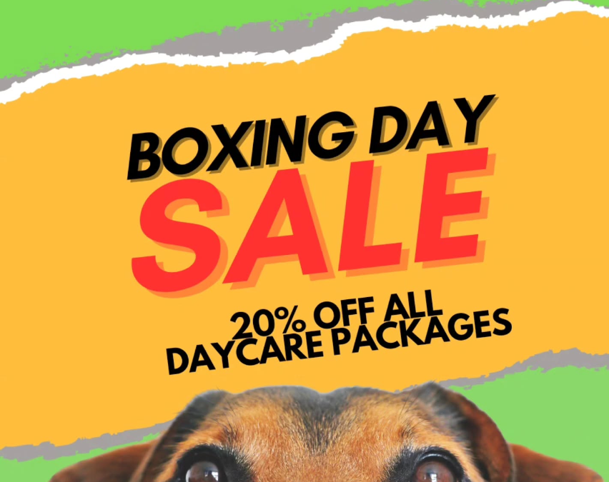 🎉 Boxing Day Sale! 🎉