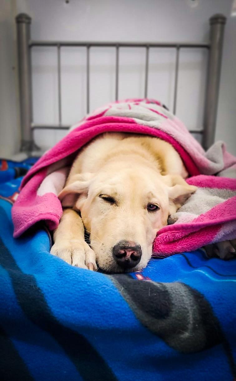 Dog Boarding at Central Bark Dog relaxing in a cozy boarding suite at Central Bark, surrounded by clean bedding and a calm environment.