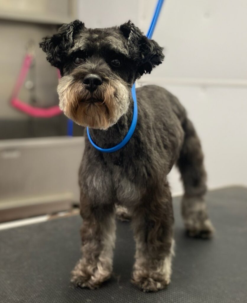 Dog Grooming
