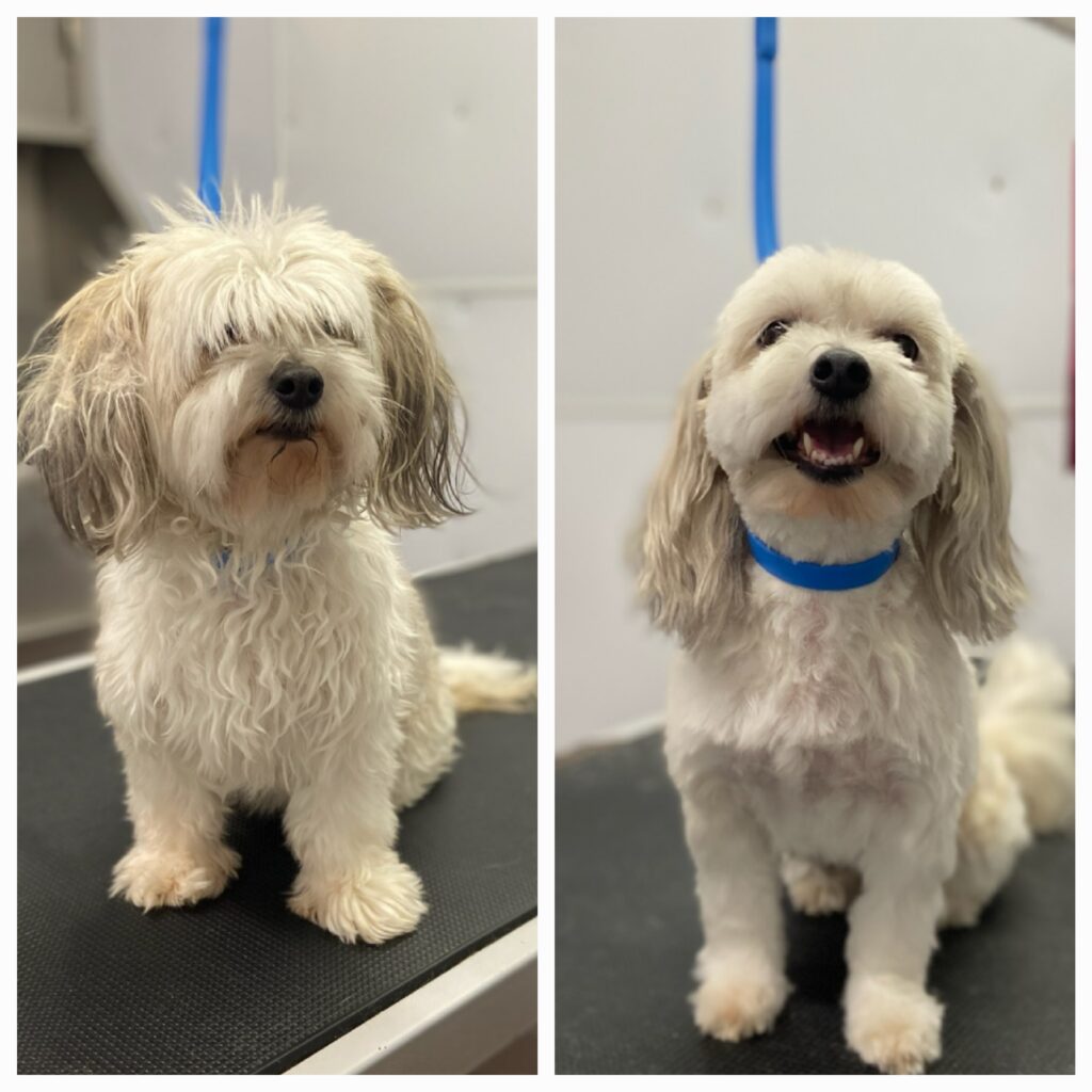 Dog Grooming East St Paul Before and After