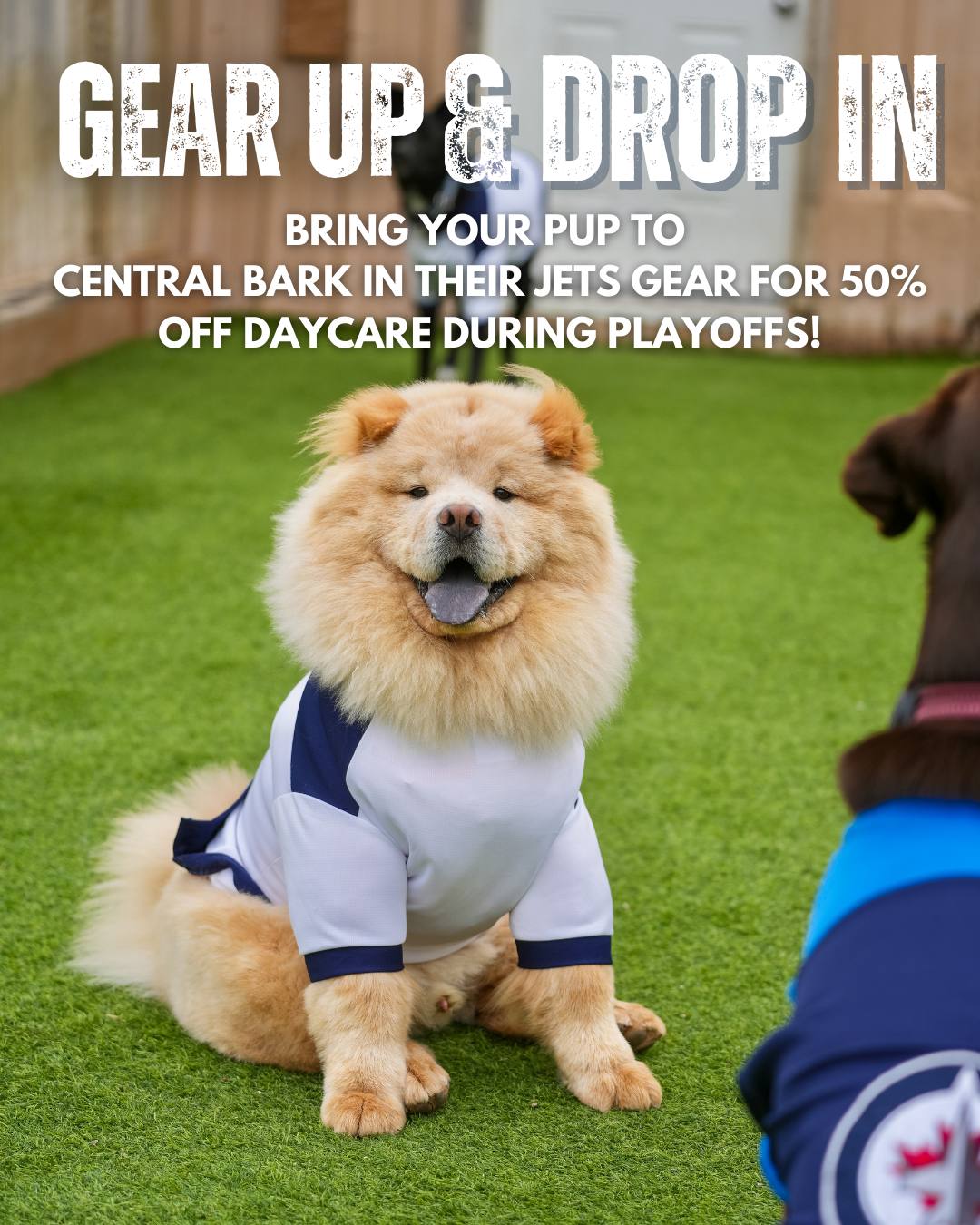 Gear Up Dog Daycare Playoff Winnipeg Dog Daycare Playoff Promotion